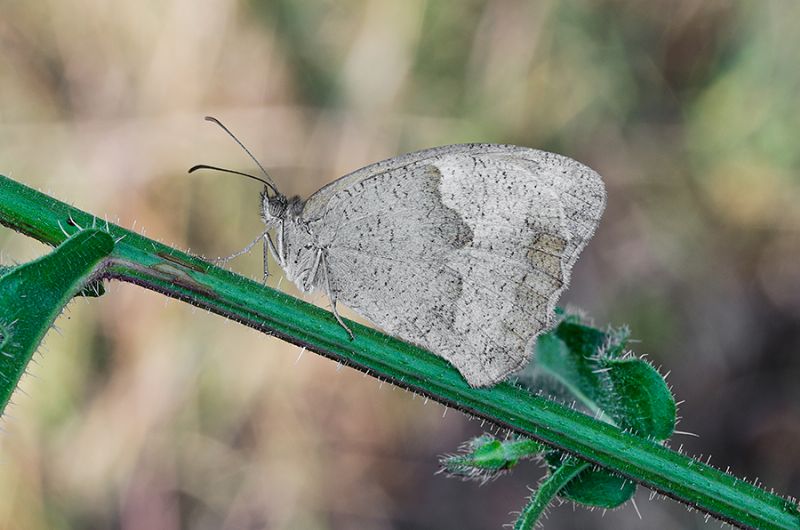 Coenonympha?